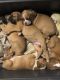 Boxer Puppies for sale in Bloomington, CA, USA. price: $350