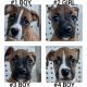 Boxer Puppies for sale in Asheboro, NC, USA. price: $500