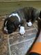 Boxer Puppies for sale in Hominy, OK 74035, USA. price: $500