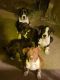 Boxer Puppies for sale in Rialto, CA, USA. price: $200,800
