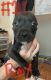 Boxer Puppies for sale in Dansville, NY 14437, USA. price: $125