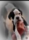 Boxer Puppies for sale in Bay Shore, NY, USA. price: $1,800