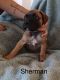 Boxer Puppies for sale in Clearlake, CA, USA. price: $600