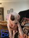 Boxer Puppies for sale in Bakersfield, CA, USA. price: $300
