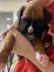 Boxer Puppies for sale in Roseville, MI 48066, USA. price: $1,000