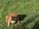 Boxer Puppies for sale in Spokane Valley, WA, USA. price: $650