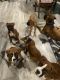 Boxer Puppies for sale in Mobile County, AL, USA. price: $65,000