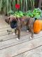 Boxer Puppies for sale in Glenn, CA 95943, USA. price: NA