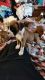 Boxer Puppies for sale in Huntsville, AL 35811, USA. price: $300