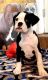 Boxer Puppies for sale in Bay Shore, NY, USA. price: $1,800