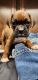 Boxer Puppies for sale in Hazleton, IN 47640, USA. price: $600