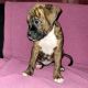 Boxer Puppies for sale in South Bend, IN 46614, USA. price: $300