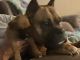 Boxer Puppies for sale in Ada, OK, USA. price: $600