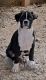 Boxer Puppies for sale in Ranger, GA 30734, USA. price: $800