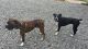 Boxer Puppies for sale in Robbinsville, NC 28771, USA. price: $1,500
