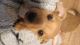 Boxer Puppies for sale in Chesapeake, VA 23322, USA. price: $15,000