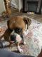 Boxer Puppies for sale in Springfield, IL, USA. price: $75,000
