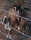 Boxer Puppies for sale in Arkadelphia, AR 71923, USA. price: $500