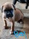 Boxer Puppies for sale in Stanley, VA 22851, USA. price: $1,200
