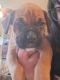 Boxer Puppies for sale in Pell Lake Dr, Bloomfield, WI 53128, USA. price: $130,000