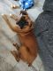 Boxer Puppies for sale in Sullivan, OH 44880, USA. price: $80,000