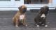 Boxer Puppies for sale in Madison, MS 39110, USA. price: $300