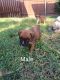Boxer Puppies for sale in Riverside, CA, USA. price: $450