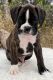 Boxer Puppies for sale in Omaha, NE, USA. price: $1,200