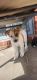 Boxer Puppies for sale in Albury NSW, Australia. price: $650