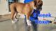 Boxer Puppies for sale in Shorewood, IL, USA. price: $1,200
