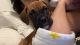 Boxer Puppies for sale in Cary, NC, USA. price: $2,500