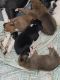 Boxer Puppies for sale in Lewiston, NY 14092, USA. price: $550