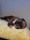 Boxer Puppies for sale in Phoenix, AZ, USA. price: $800