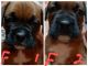 Boxer Puppies for sale in Fountain Inn, SC 29644, USA. price: $500