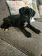 Boxer Puppies for sale in Myrtle Beach, SC, USA. price: $80,000