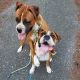 Boxer Puppies for sale in Kent, WA, USA. price: $800