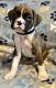 Boxer Puppies for sale in Valentine, NE 69201, USA. price: $1,000