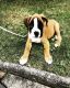 Boxer Puppies for sale in Los Angeles, CA, USA. price: $950