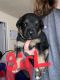 Boxer Puppies for sale in Spokane, WA, USA. price: $90