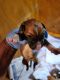 Boxer Puppies for sale in Greenville, NC, USA. price: $78,000