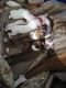 Boxer Puppies for sale in Muncie, IN, USA. price: $1,000