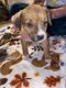 Boxer Puppies for sale in Helena, MT, USA. price: $300