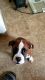 Boxer Puppies for sale in Huntsville, AL 35805, USA. price: $350