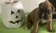 Boxer Puppies for sale in Knoxville, IA 50138, USA. price: $1,200