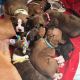 Boxer Puppies for sale in Eagle Mountain, UT 84005, USA. price: $1,000
