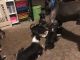 Boxer Puppies for sale in New Haven, IN 46774, USA. price: $200