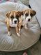 Boxer Puppies for sale in Long Beach, CA, USA. price: NA