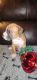 Boxer Puppies for sale in Mt Olive, NJ, USA. price: $1,700