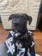 Boxer Puppies for sale in Cleveland, OH, USA. price: $250