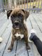 Boxer Puppies for sale in Mill Spring, NC 28756, USA. price: $450